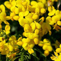 Bird's Foot Trefoil Seeds 200+ Lotus Corniculatus Perennial Wildflower Seeds for Pollinators & Erosion Control