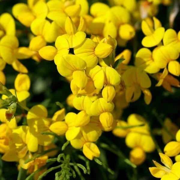 Bird's Foot Trefoil Seeds 200+ Lotus Corniculatus Perennial Wildflower Seeds for Pollinators & Erosion Control
