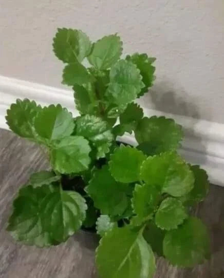 Swedish Ivy Plant Ready to Plant with Roots - Plectranthus verticillatus