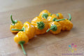 Jamaican Hot Yellow Pepper Seeds – 25+ Pack, Capsicum chinense, Spicy Culinary Peppers for Garden or Container Planting