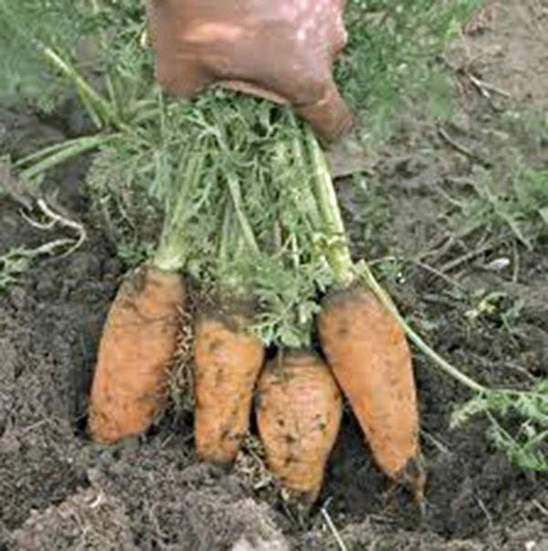 Carrot Seeds - Heirloom Danvers Half Long Non-GMO - 500+ Seeds for Home Gardens - Daucus carota