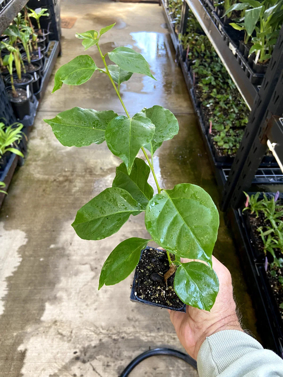 California Gold Bougainvillea Live Plant – Drought Tolerant Tropical Vine with Golden Yellow Bracts, Fast Growing, Ready to Transplant