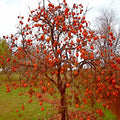 Persimmon Tree Seeds - Sugar Plum Variety - Diospyros Virginiana - Cold Hardy Zones 4-9