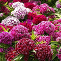 Sweet William Seeds - Tall Double Mix Dianthus - 500 Non-GMO Seeds for Part Shade Garden, Borders, Containers