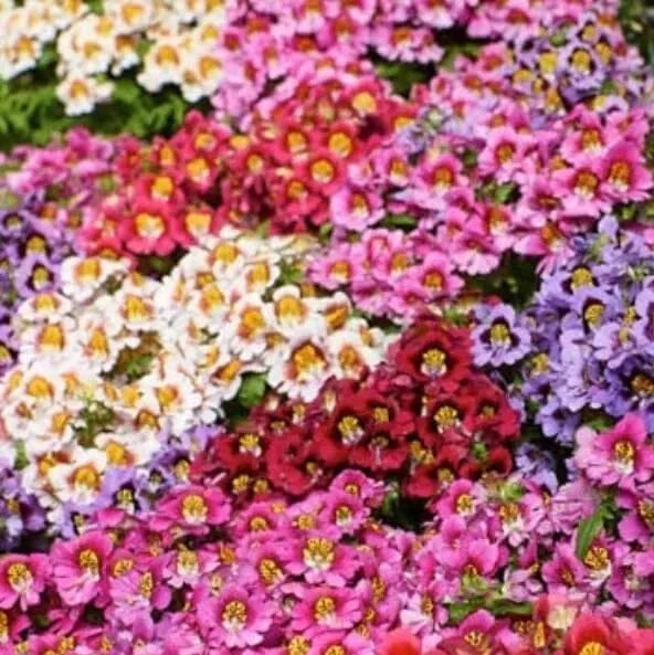 Butterfly Flower Seeds - Angel Wings Mix, Pollinator Attracting, Asclepias tuberosa, 30 Seeds for Gardens