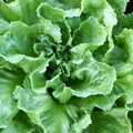 Broadleaf Batavian Endive Seeds - Non-GMO Heirloom Escarole Vegetable Garden Seeds for Salad and Cooking