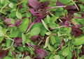 Basil Seed Mixture - 500+ Seeds for Culinary Herb Garden - Ocimum basilicum - Includes Sweet, Thai, Purple Basil