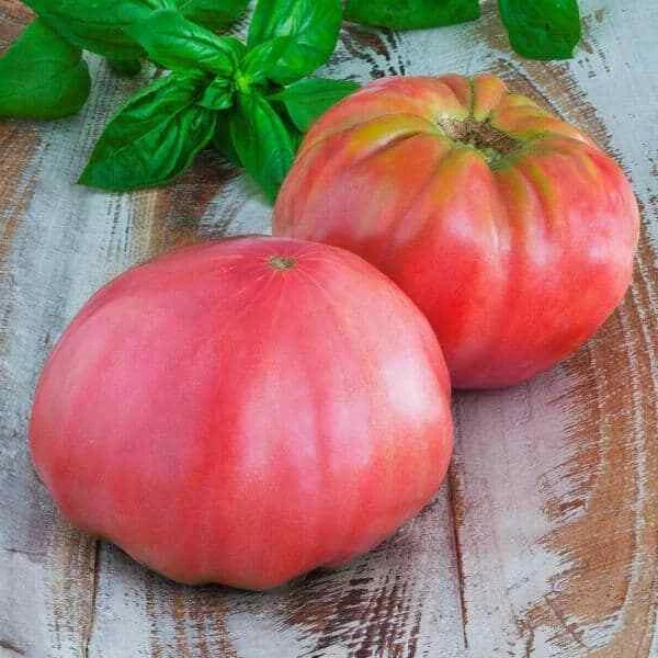 Pink Brandywine Tomato Seeds - Heirloom Non-GMO Organic Solanum lycopersicum, Large Juicy Fruits, Perfect for Slicing