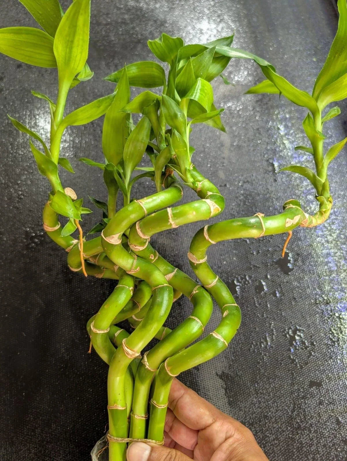 Curly Bamboo Live Plants 12-20" for Aquarium & Pond, Easy Aquatic Plant Dracaena sanderiana