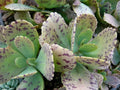 Kalanchoe Marmorata Succulent Cuttings 5+ Inches Spotted Penwiper Plant for Indoor & Outdoor Gardens