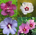Mixed Colors Rose of Sharon Hibiscus Seeds - Hibiscus syriacus, 50+ Variety Mix for Gardens