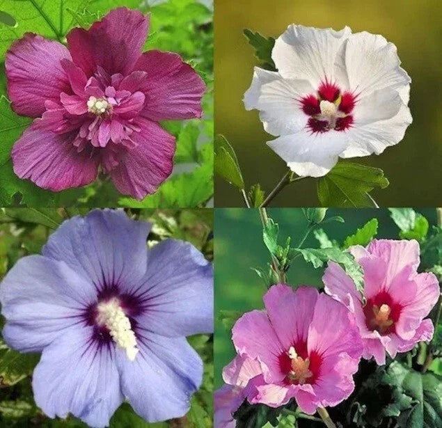 Mixed Colors Rose of Sharon Hibiscus Seeds - Hibiscus syriacus, 50+ Variety Mix for Gardens