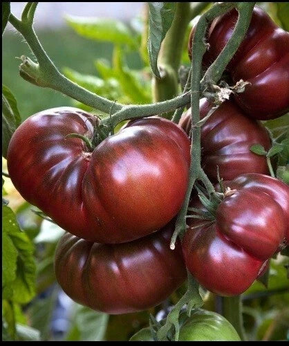 Brandywine Black Tomato Seeds - Heirloom Non-GMO Slicing Variety Solanum lycopersicum
