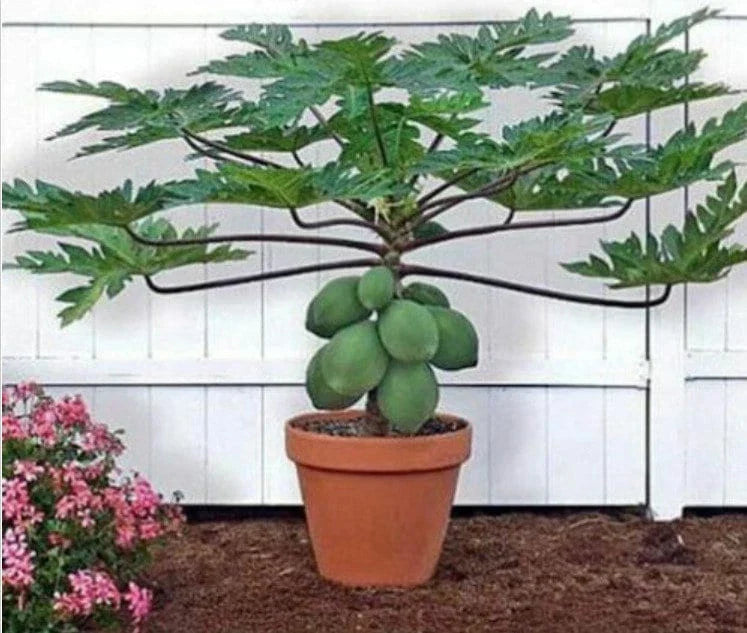 Waimanalo Papaya Seeds - Low-Growing Carica papaya for Small Gardens & Containers - Shipped with Tracking