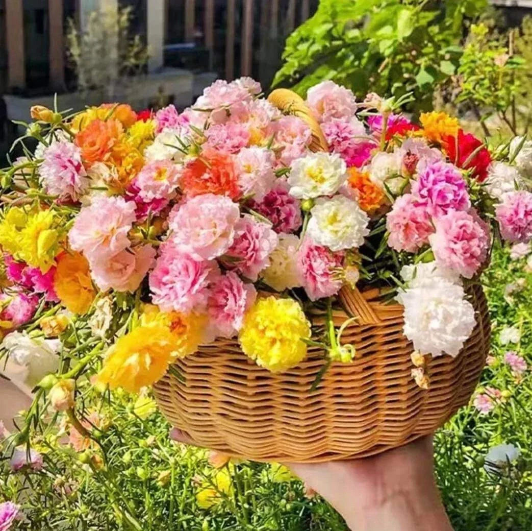 Mixed Moss Rose Seeds - 1000+ Portulaca Grandiflora Ground Cover Flower Seeds for Sunny Gardens, Drought-Resistant, Colorful, Pollinator-Friendly