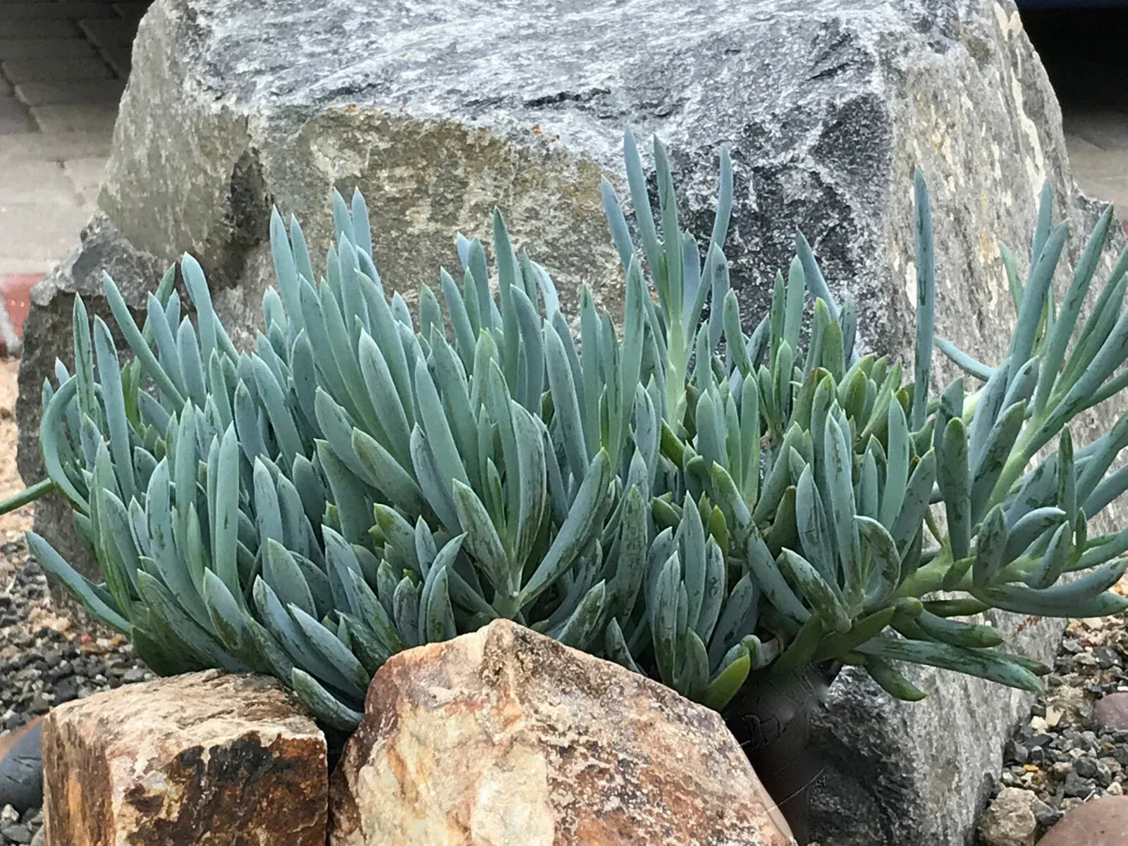 Senecio Mandraliscae Blue Chalk Sticks Live Succulent Cuttings - 5 Inches, Drought-Tolerant, Easy Care, Indoor & Outdoor Plant
