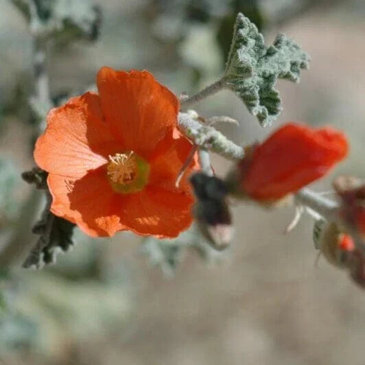 Sphaeralcea Ambigua Seeds - Apricot Desert Globemallow, Perennial Flower Seeds for Gardens & Landscaping, 25 Pack