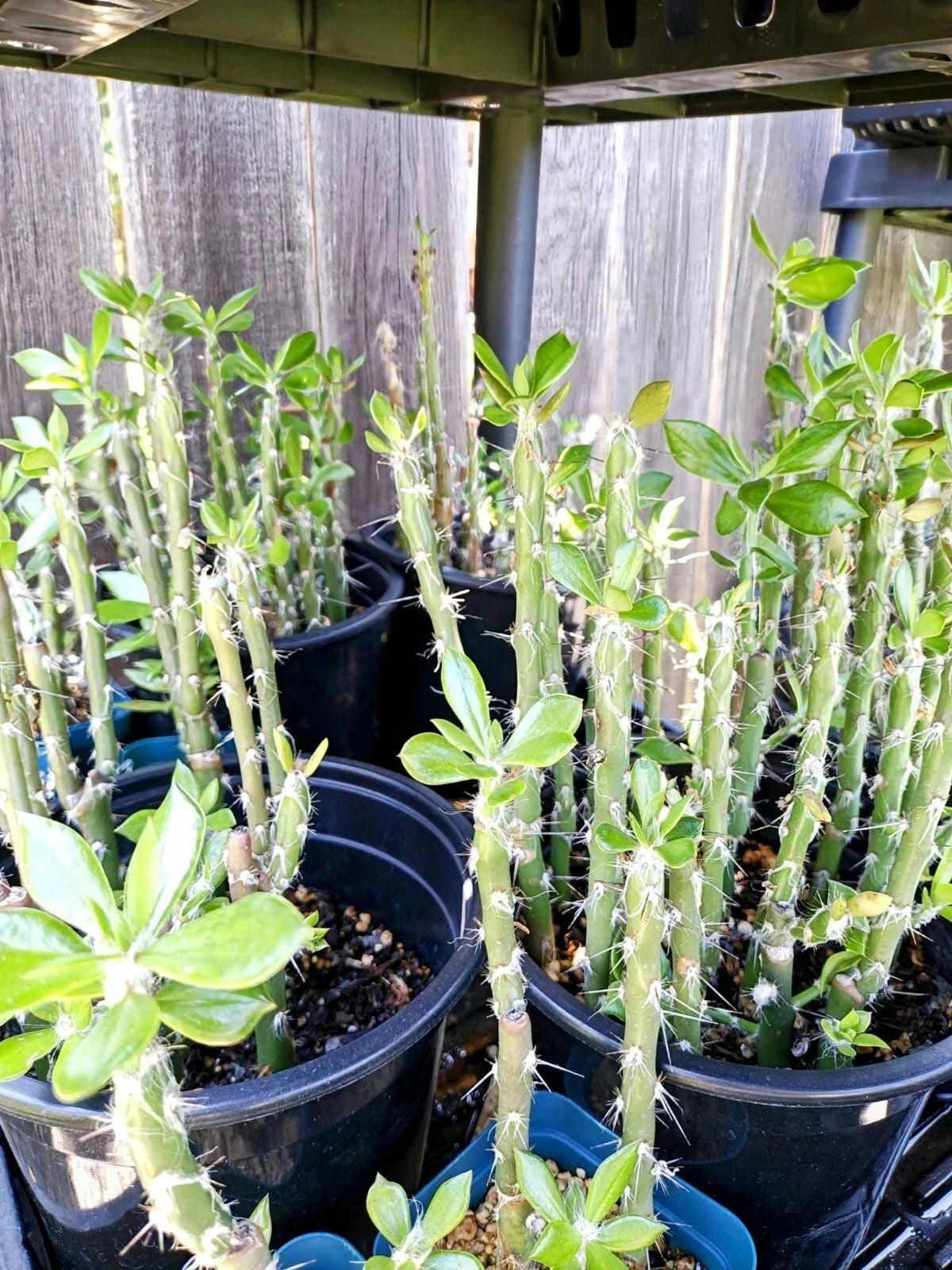 Pereskiopsis spathulata Grafting Cactus Cuttings – 5 Unrooted Propagation Stock for Grafting and Indoor Gardening