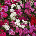 Phlox Seeds - 500 Count Tall Mix - Pink White Red Flowers - Heirloom Non-GMO - Spring Blooming - Phlox paniculata