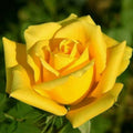 Bright Yellow Rose Seeds - Perennial Flower Seeds for Garden, Rosa spp., Bushy Upright Growth, Full Sun, 10 Pack