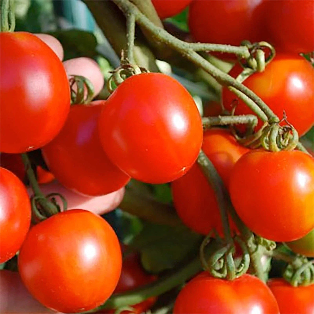 Stupice Tomato Seeds 50 Pack Heirloom Non-GMO Czech Variety Solanum lycopersicum Vegetable Seeds