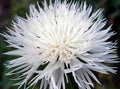 Bachelor Button Seeds Tall White - 1000 Seeds, Bright Blooms, Centaurea cyanus, Easy to Grow, Pollinator Attracting, Garden & Cut Flowers