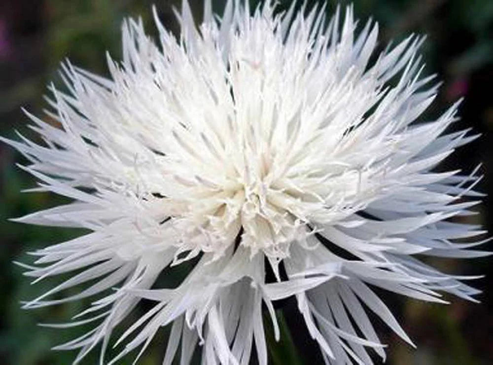 Bachelor Button Seeds Tall White - 1000 Seeds, Bright Blooms, Centaurea cyanus, Easy to Grow, Pollinator Attracting, Garden & Cut Flowers