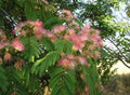 Mimosa Silk Tree Seeds 30 Count, Albizia julibrissin, Fast-Growing, Hardy, Showy Pink Blooms, Fragrant, Deciduous Tree Seeds