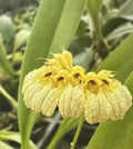 Bulbophyllum Auratum Orchid Plant in 2-Inch Pot – Exotic Yellow & Red Blooms, Easy Care Houseplant, Epiphytic Orchid for Indoor Decor