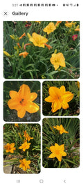 Stella De Oro Daylily Live Plant – 5 Perennial Roots – Golden Yellow Flowers – Hemerocallis 'Stella de Oro' for Garden Borders