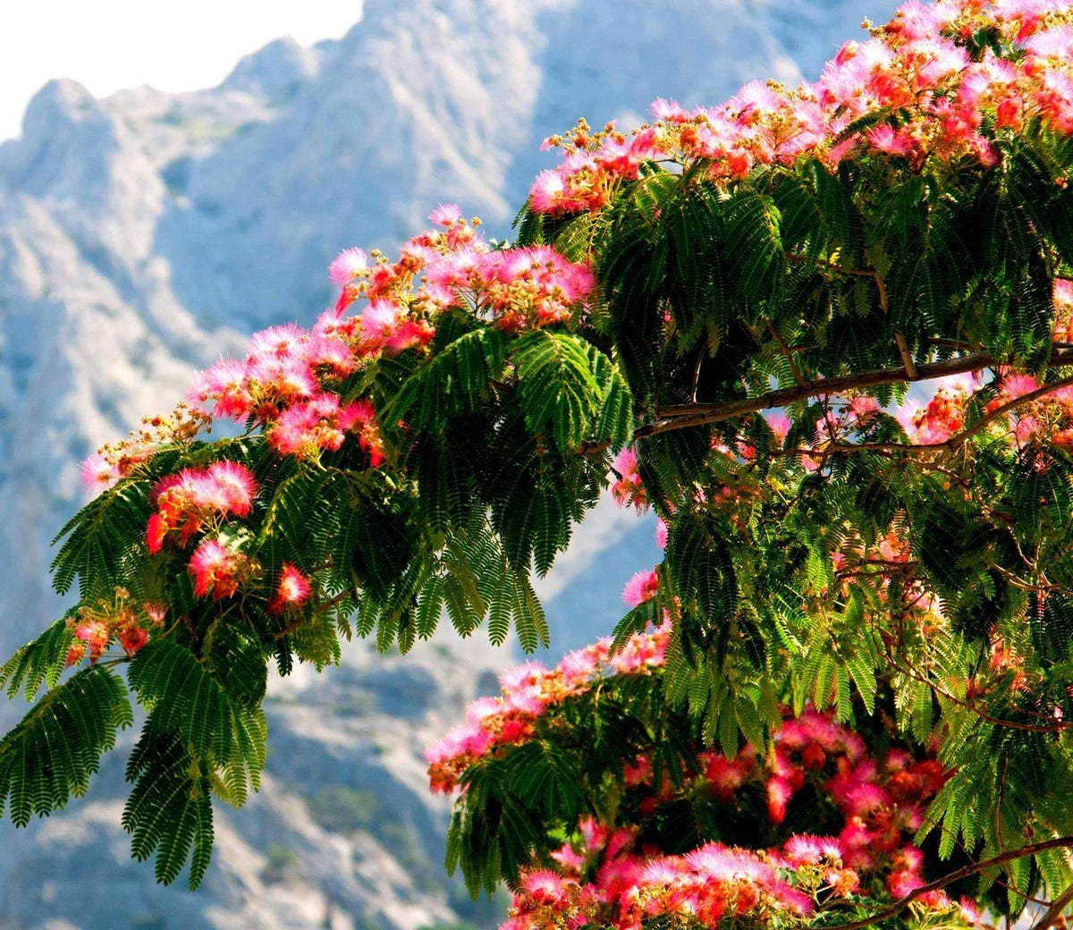Silk Tree Seeds - 30 Albizia julibrissin Seeds - Pink Flowers, Fern-Like Foliage, Summer Mimosa, Deciduous Tree