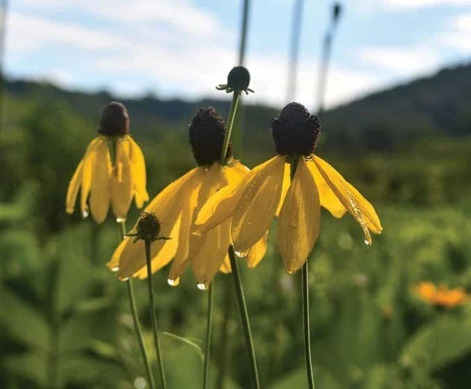 Weeping Coneflower Seeds 100 Pack - Ratibida pinnata Perennial Wildflower for Pollinators