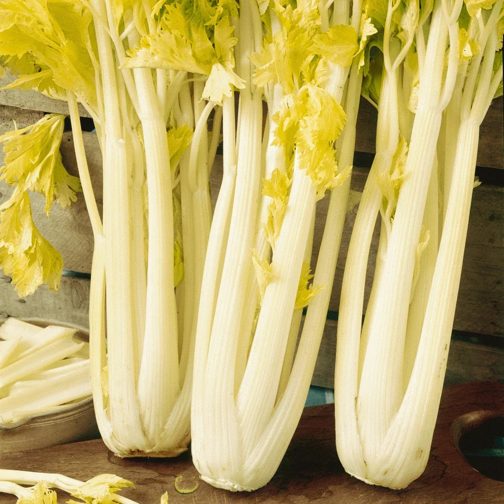Golden Pascal Celery Seeds – Non-GMO, Stringless, Vegetable Garden Seeds, Apium graveolens, 500+ Pack