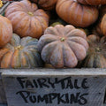 Fairytale Pumpkin Seeds Pack – Cucurbita pepo, 25+ Seeds for Garden Planting, Whimsical Ribbed Orange Pumpkins
