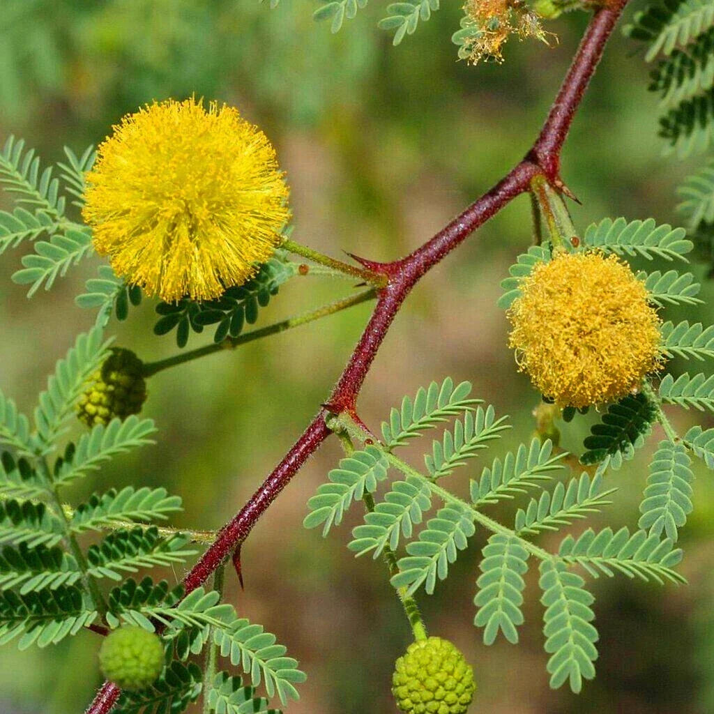 Acacia Senegal Gum Arabic Tree Seeds, Drought-Tolerant, 20 Pack, Acacia senegal, Edible Gum, Native to Africa & Arabian Peninsula