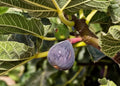 Black Madeira Fig Cuttings - 2 Pack with Willow Water for Rooting - Ficus carica - Easy to Grow, Fruitful, Garden or Container Plant