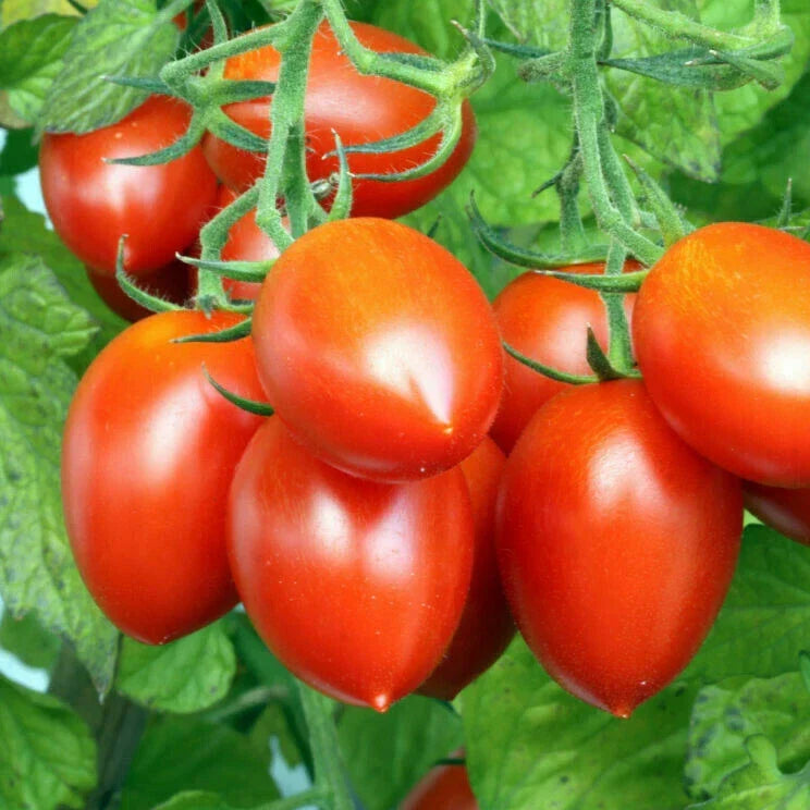 Roma Tomato Seeds – Heirloom Italian Plum, Amish Paste & San Marzano Variety, Canning & Sauce Tomato, 25 Seeds