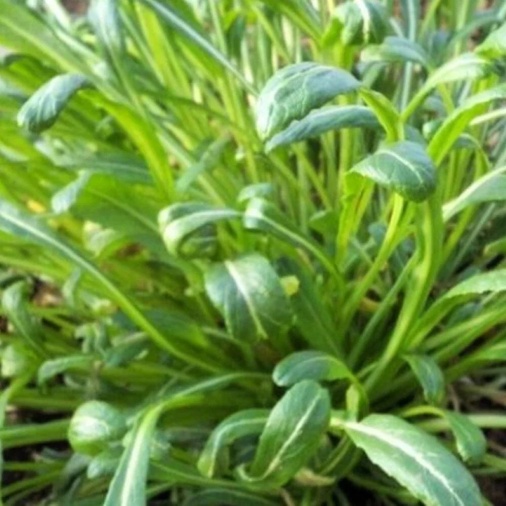 Mibuna Mustard Seeds – Heirloom NON-GMO Brassica rapa var. japonica for Fresh Garden Greens, Leafy Vegetables