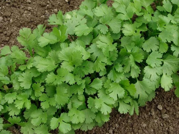 Cilantro Seeds - 100+ Coriandrum sativum for Culinary Use, Chinese & Mexican Parsley, Herb Gardening