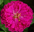 Purple Prince Zinnia Seeds - Non-GMO, Vibrant Purple Blooms, Zinnia elegans, Annual Flower Seeds, Easy to Grow, Butterfly Attracting