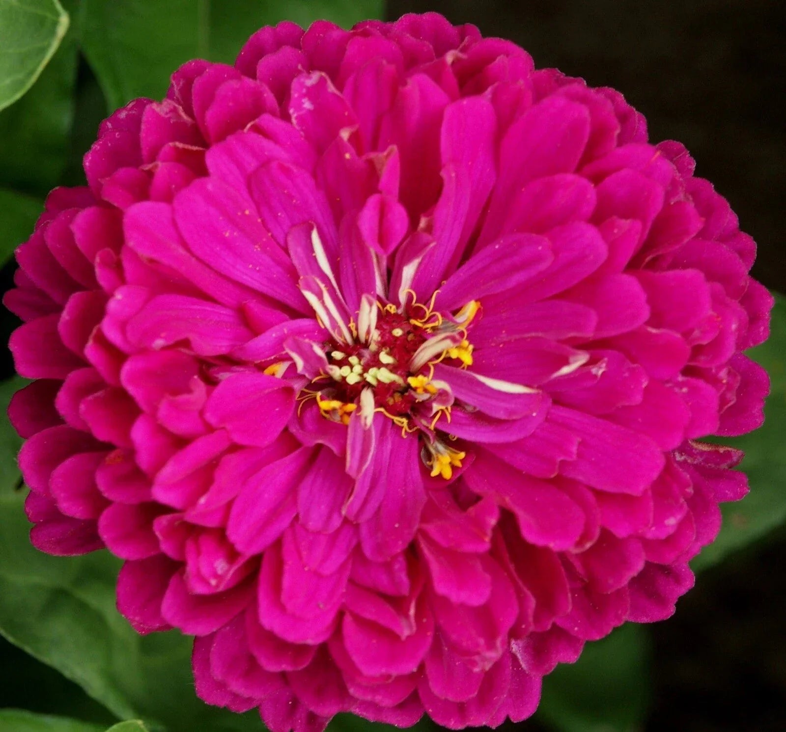 Purple Prince Zinnia Seeds - Non-GMO, Vibrant Purple Blooms, Zinnia elegans, Annual Flower Seeds, Easy to Grow, Butterfly Attracting