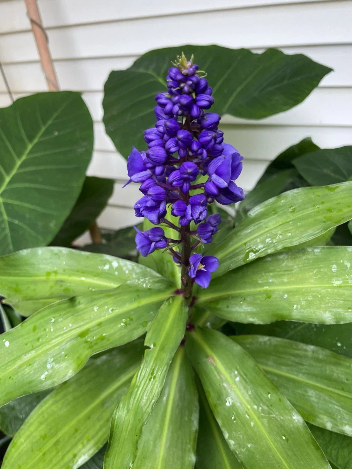 Blue Ginger Cutting Stock - Dichorisandra thyrsiflora Tropical Plant for Garden or Indoor Decor