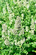 Lemon Balm Seeds 100 Count Melissa officinalis Herb Tasty Culinary & Tea Plant for Garden or Indoor Growing