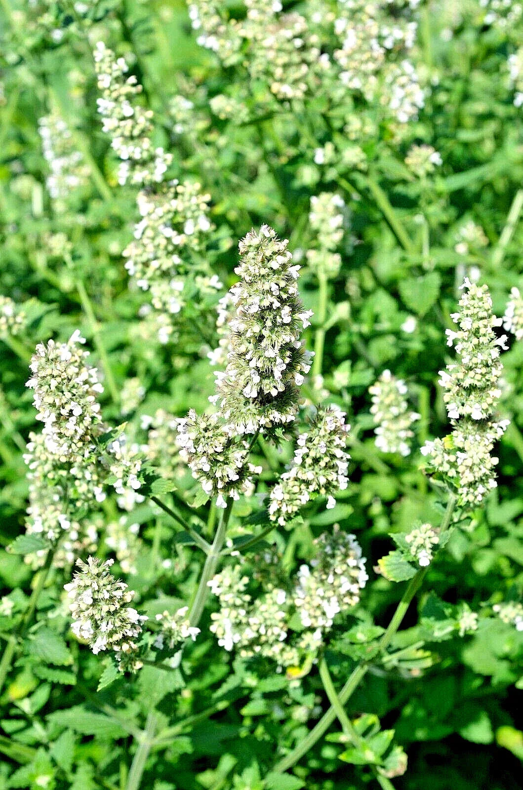 Lemon Balm Seeds 100 Count Melissa officinalis Herb Tasty Culinary & Tea Plant for Garden or Indoor Growing