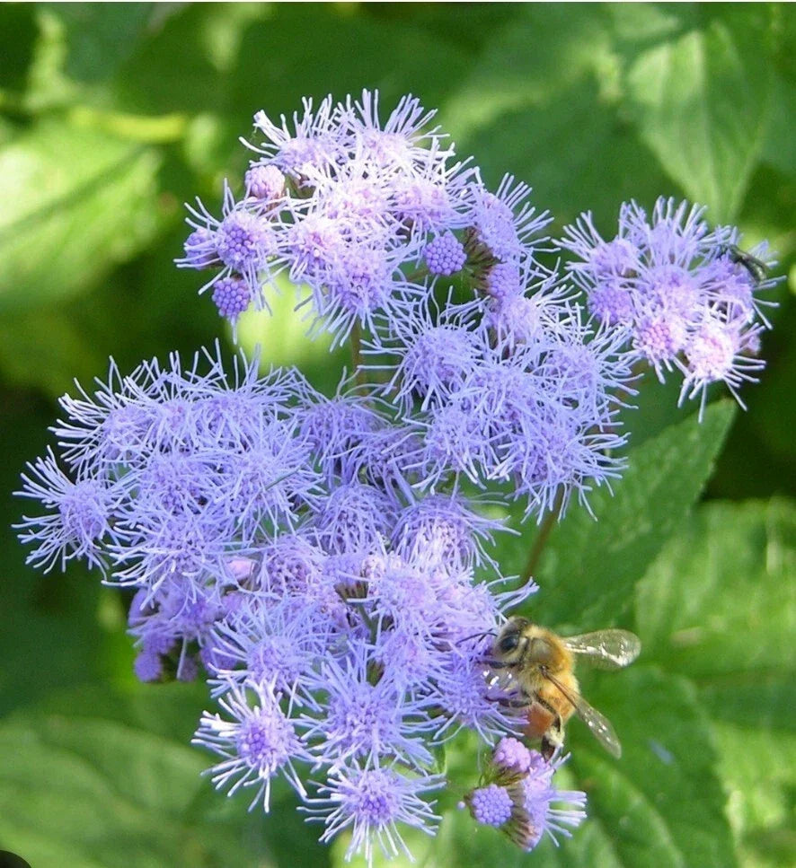 Blue Mistflower Seeds - 100+ Pack, Wild Ageratum, Blue Boneset, Conoclinium coelestinum, Perennial, Butterfly & Bee Attracting
