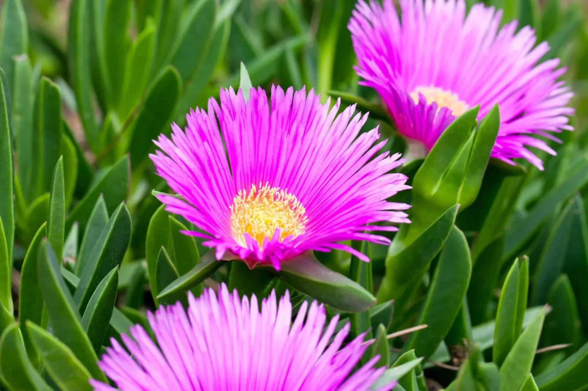 Live Ice Plant Cuttings 30 pcs, Ground Cover, Drought-Resistant, Delosperma spp., Easy to Root, Low Maintenance, Sunny Garden Plant