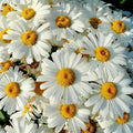 Shasta Daisy Seeds | Heirloom Non-GMO Flower Seeds | Leucanthemum × superbum | Perennial, White Flowers, Butterfly Attractant