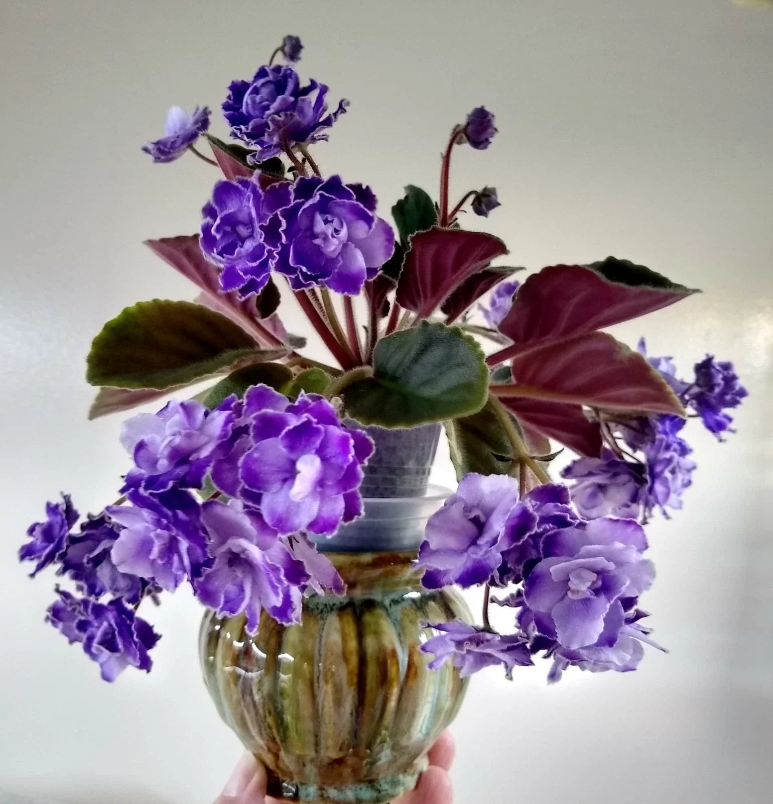 African Violet Leaves - 2 Pack - Optimara Trinidad II - Saintpaulia ionantha Indoor Plant Cuttings for Propagation