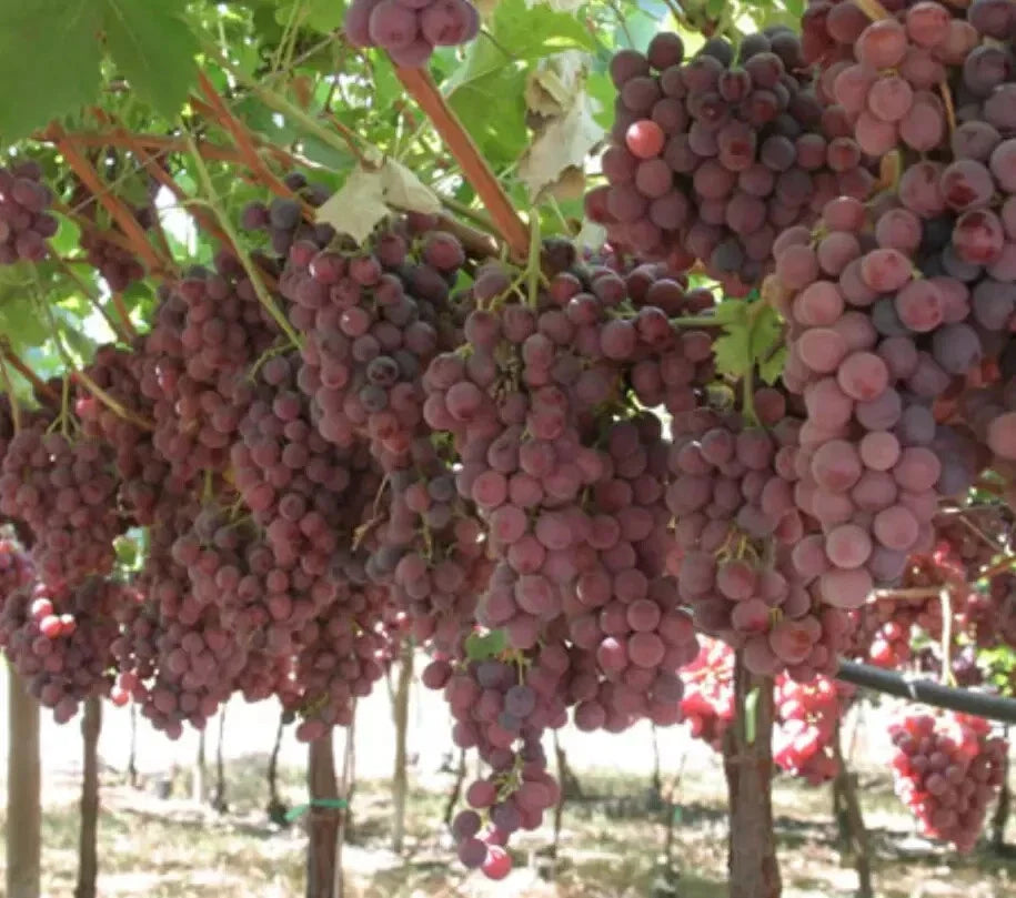 Grape Vine Seeds 12 Pack, Red Sweet Fruit, Vitis vinifera, Climbing Vine for Garden, Full Sun, Ready to Germinate 2024