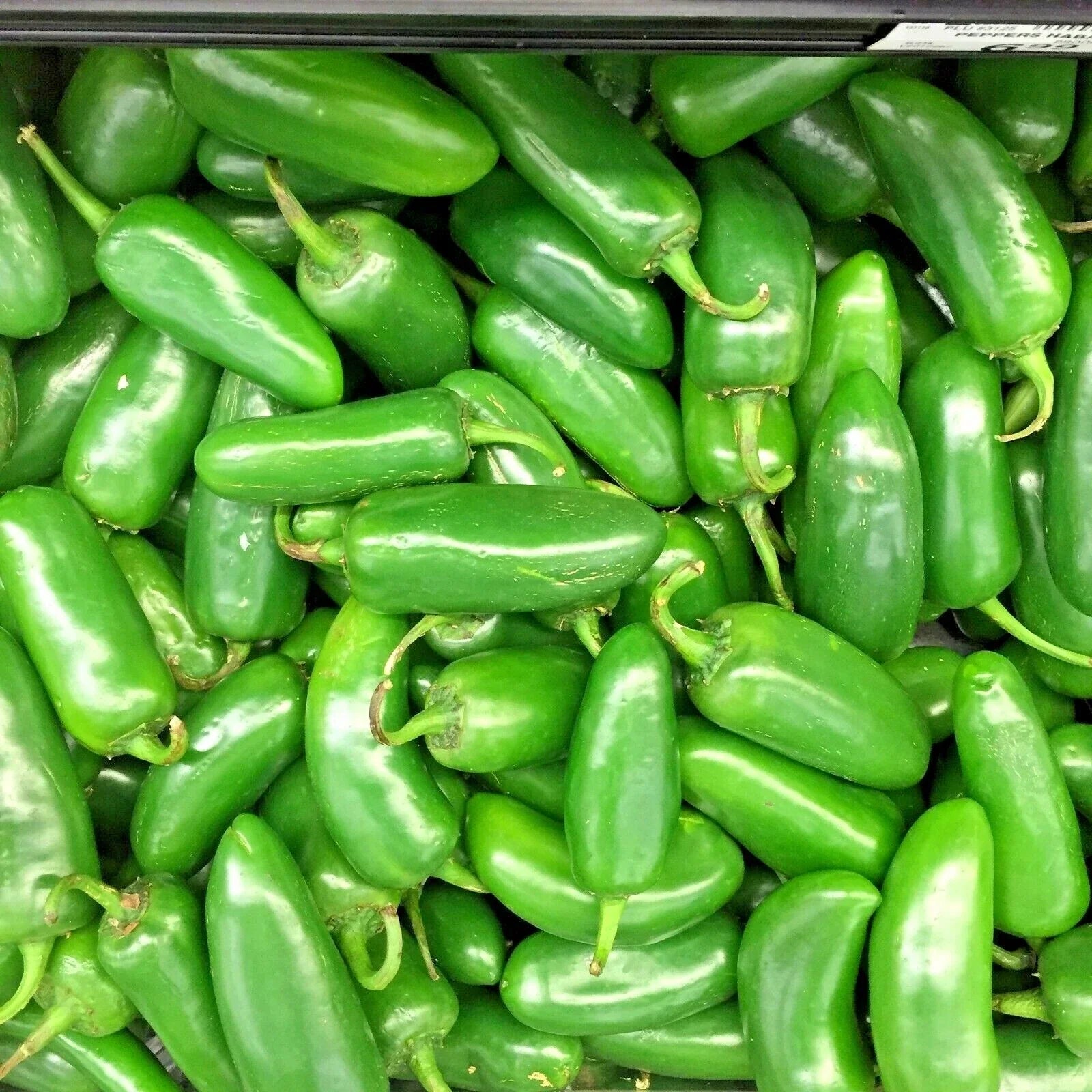 Jalapeno Hot Pepper Seeds - Organic Vegetable Seeds for Summer Garden & Patio - Capsicum annuum, Spicy Peppers, Non-GMO, 75+ Seeds